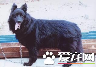 成年比利時牧羊犬價格 價格大概在1500左右