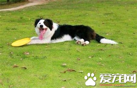 成年邊境牧羊犬價格 不是純種1000到2000左右