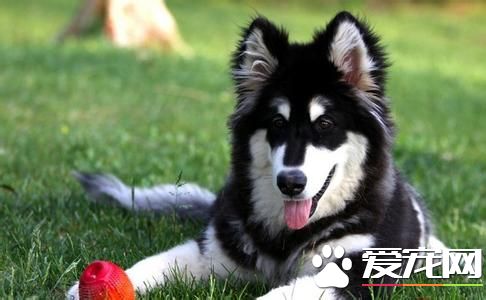 成年阿拉斯加雪橇犬價格 血統一般都在6000到8000