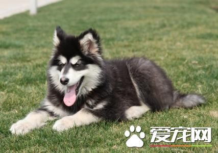 成年阿拉斯加雪橇犬價格 血統一般都在6000到8000