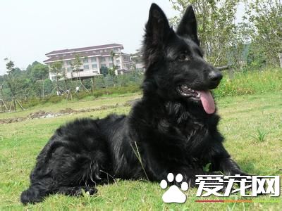 成年比利時牧羊犬價格 價格大概在1500左右
