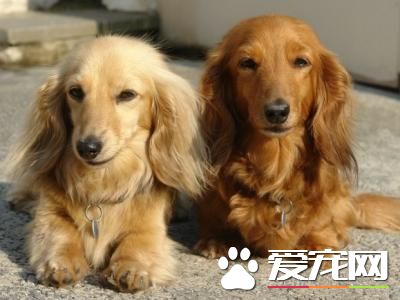 長毛臘腸犬多少錢一只 價格不低於3000元