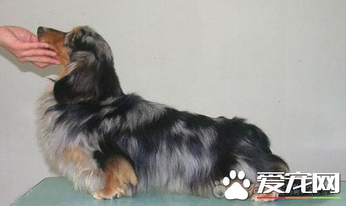 長毛臘腸犬多少錢一只 價格不低於3000元