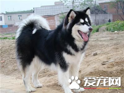 成年阿拉斯加雪橇犬價格 血統一般都在6000到8000