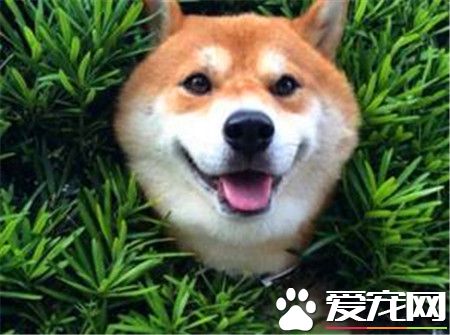 柴犬在日本的價格 價格因血統等因素相差極大