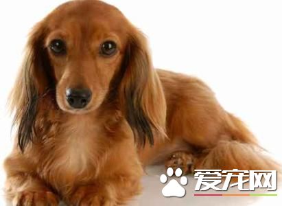 長毛臘腸犬多少錢一只 價格不低於3000元