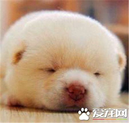 柴犬在日本的價格 價格因血統等因素相差極大