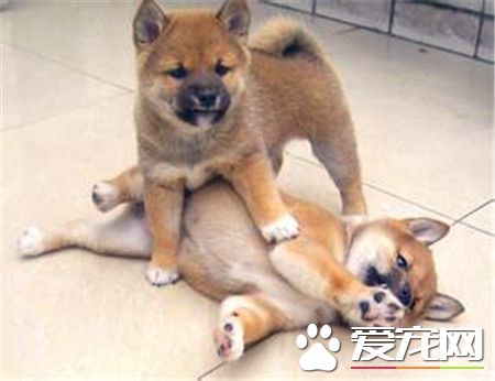 柴犬幼犬價格 家庭飼養的700元也可以買到
