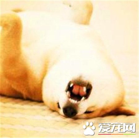 柴犬幼犬價格 家庭飼養的700元也可以買到