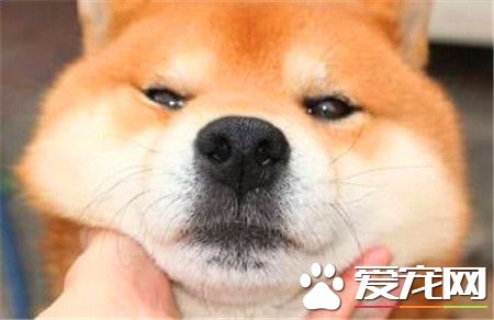柴犬幼犬價格 家庭飼養的700元也可以買到