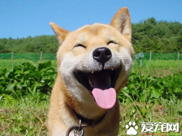 柴犬哪裡買 一般寵物店裡面都是可以買的