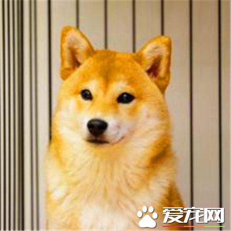 柴犬哪裡買 一般寵物店裡面都是可以買的