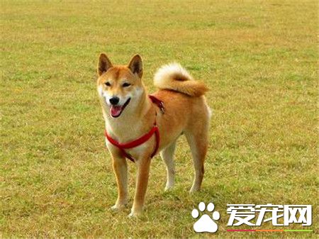 柴犬哪裡買 一般寵物店裡面都是可以買的