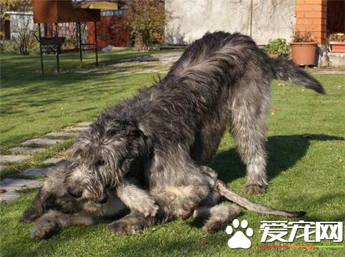 純種尋血獵犬價格 參考價格在3000到10000元