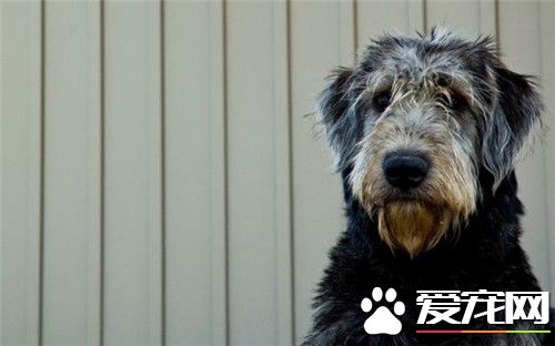 純種尋血獵犬價格 參考價格在3000到10000元