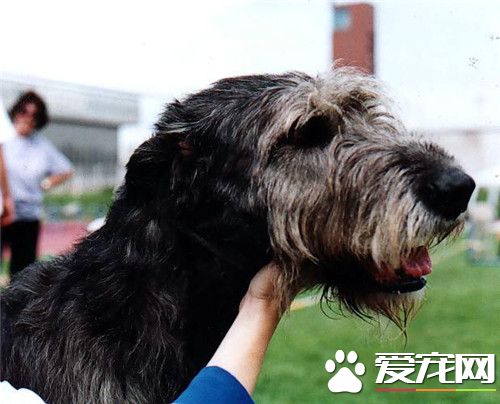純種尋血獵犬價格 參考價格在3000到10000元