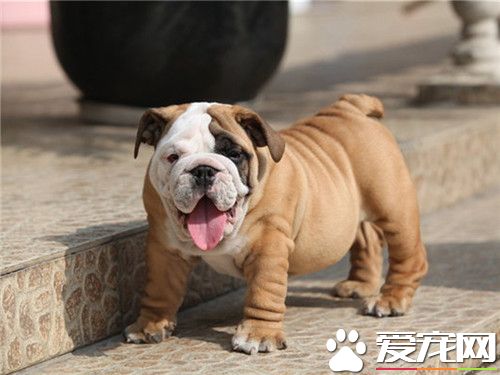 純種英國斗牛犬多少錢 價格1800至3000元左右