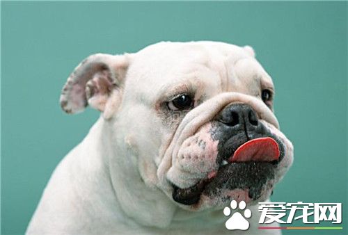 純種英國斗牛犬多少錢 價格1800至3000元左右