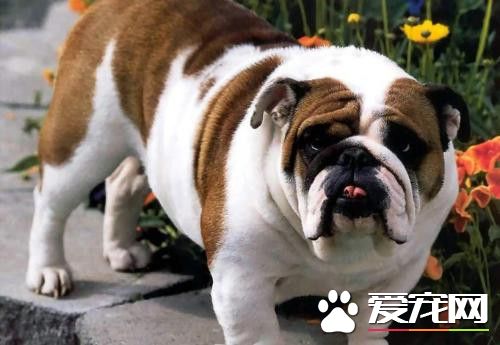 純種英國斗牛犬多少錢 價格1800至3000元左右