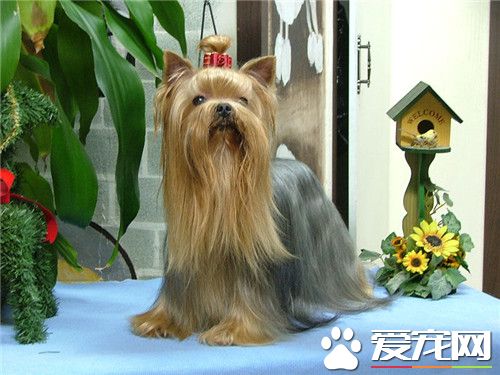 純種約克夏的價格 純種約克夏的價格在5000以上