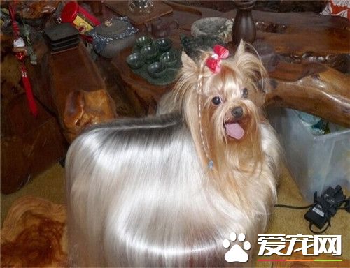 純種約克夏的價格 純種約克夏的價格在5000以上
