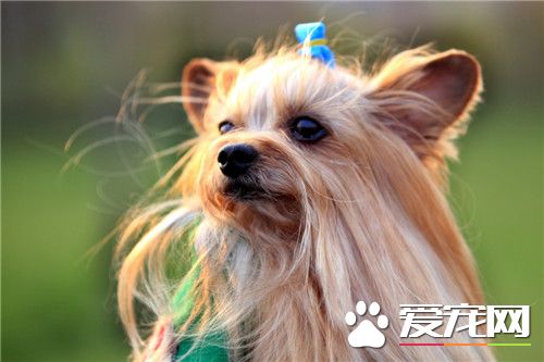 純種約克夏的價格 純種約克夏的價格在5000以上