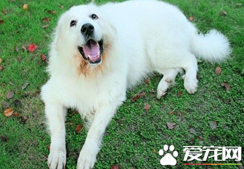 大白熊犬聰明嗎 大白熊犬應該如何訓練