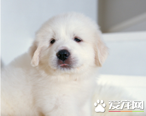 大白熊犬聰明嗎 大白熊犬應該如何訓練
