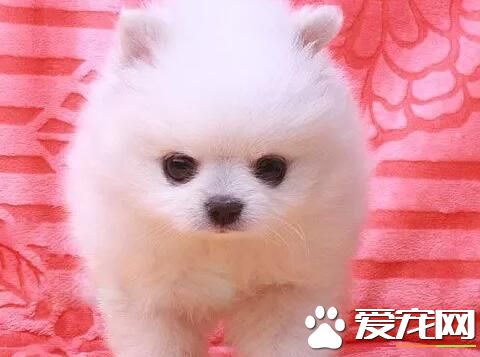 博美犬哪有賣 可以選擇去當地的犬捨購買