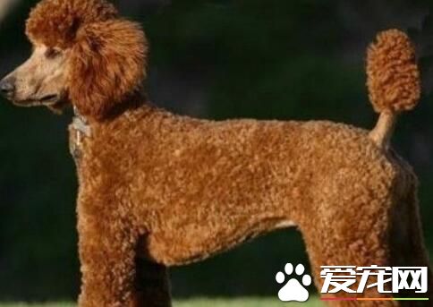 標准貴賓犬能長多大 一般肩高是45cm~60cm
