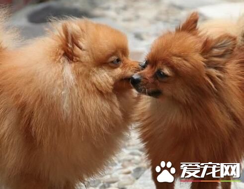 博美犬特點 博美犬的頭部特征是怎麼樣的