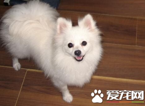 博美犬特點 博美犬的頭部特征是怎麼樣的