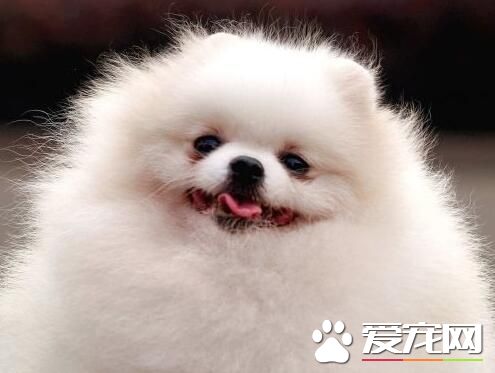 博美犬特點 博美犬的頭部特征是怎麼樣的