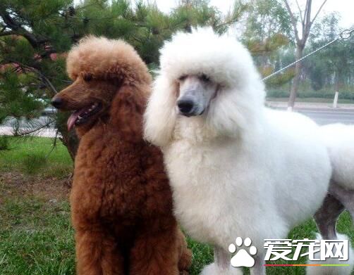 標准貴賓犬能長多大 一般肩高是45cm~60cm