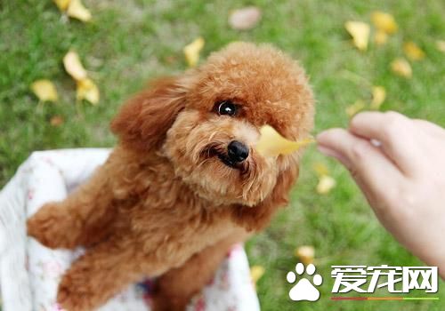 標准貴賓犬能長多大 一般肩高是45cm~60cm