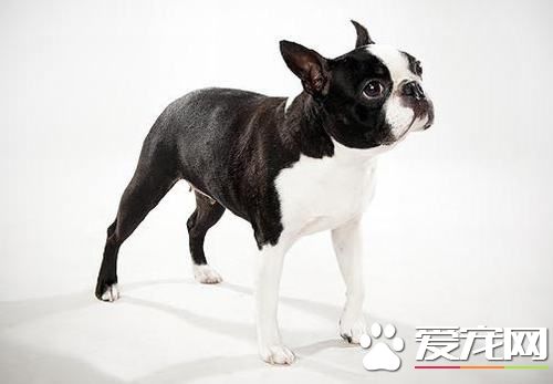 波士頓梗的出生率 波士頓梗的出生率是比較高的