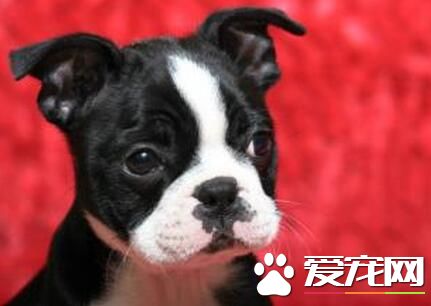 波士頓梗的優缺點 波士頓梗的性格又是什麼