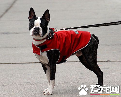 波士頓梗的優缺點 波士頓梗的性格又是什麼