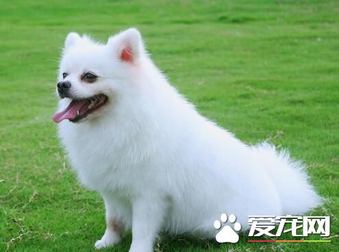 博美犬會長大嗎 博美犬的主要特點