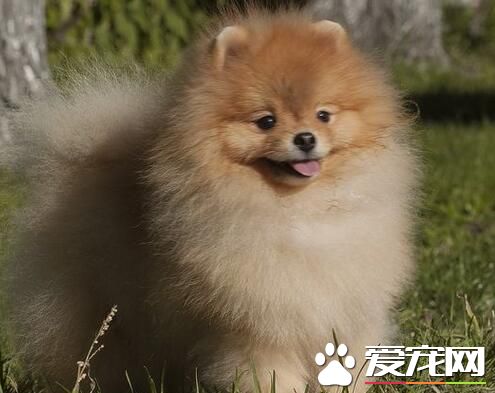 博美犬會長大嗎 博美犬的主要特點