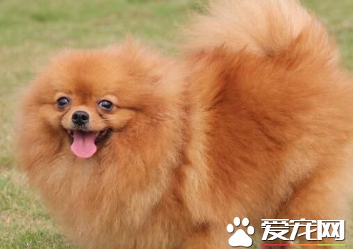 博美犬會長大嗎 博美犬的主要特點