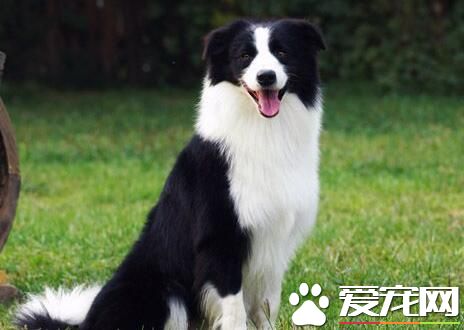 邊境牧羊犬幼犬怎麼養 飲食上需要特別注意