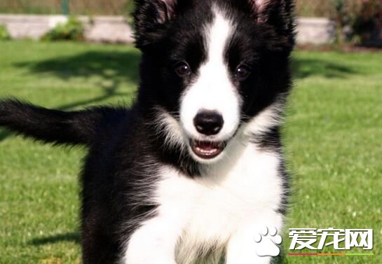 邊境牧羊犬幼犬怎麼養 飲食上需要特別注意