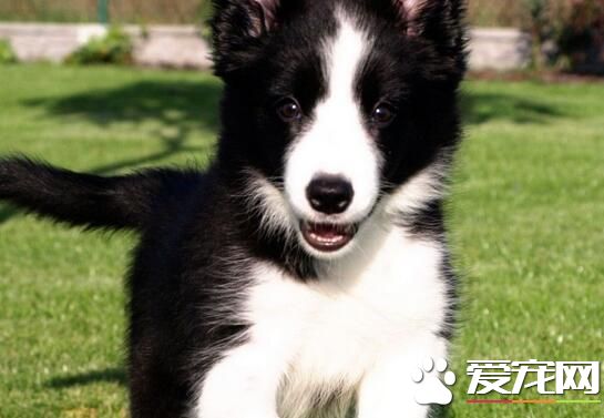 邊境牧羊犬幼崽價格 邊境牧羊犬總體價位