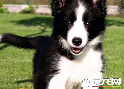 邊境牧羊犬在中國哪裡有賣 一般在西藏還有寵物店