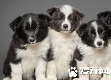 邊境牧羊犬幼崽價格 邊境牧羊犬總體價位