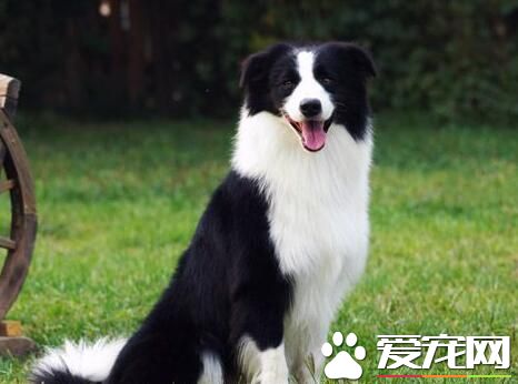 邊境牧羊犬在中國哪裡有賣 一般在西藏還有寵物店
