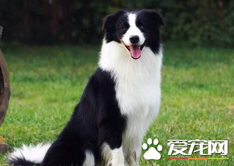 邊境牧羊犬幼崽價格 邊境牧羊犬總體價位
