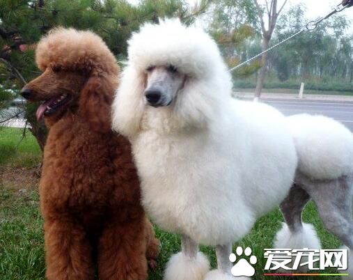標准貴賓犬肩高 標准貴賓犬肩高超過39cm