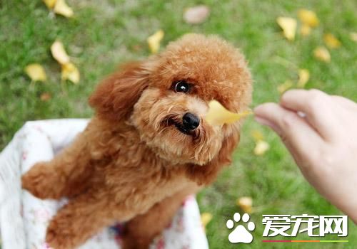 標准貴賓犬肩高 標准貴賓犬肩高超過39cm